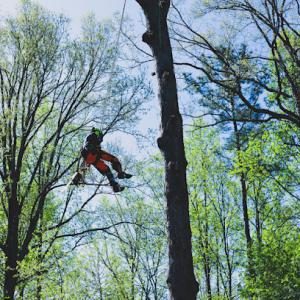 Blue Oak Affordable Tree Solutions