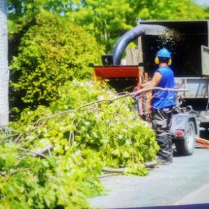 Triton Tree Service | Tree Removal Framingham
