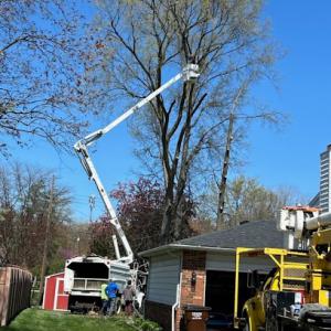 White's Tree Service