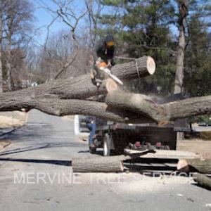 Mervine Tree Service - Affordable Tree Trimming Service, Tree Stump Removal in Meadville, PA