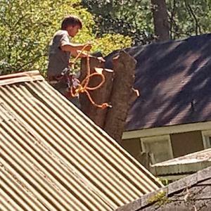 Justin Dearman tree climber & cutter