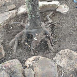 Arbor Pro Tree Care & Consulting Arborist