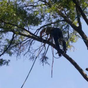 Alabama Tree Surgeons