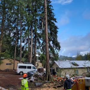 Bear Creek Tree Works