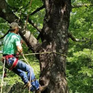 Magnolia Tree & Landscape Specialist