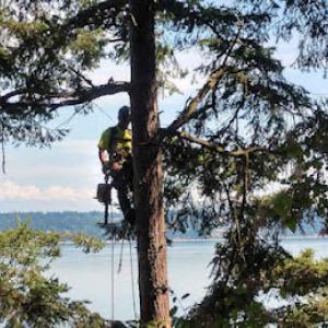 Timberland Tree Care LLP