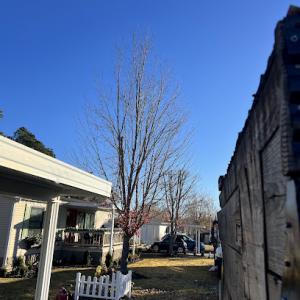 Neal's Tree Services