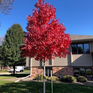 Arborscape Tree Care