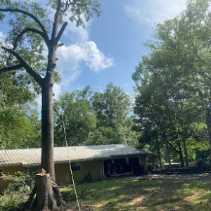 East Texas Tree Guys