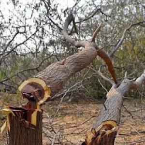 Affordable Landscaping & Tree works