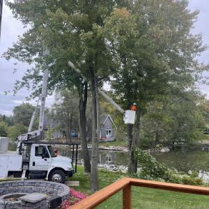 Arbor Master Tree Service