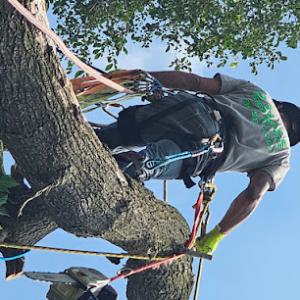 D Hale Tree Service