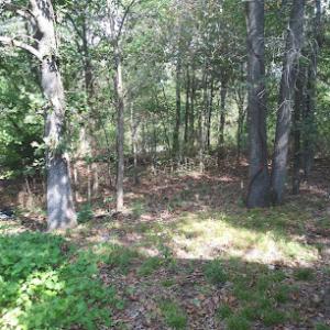 First Call Tree Service