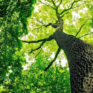 Pepin's Tree Service