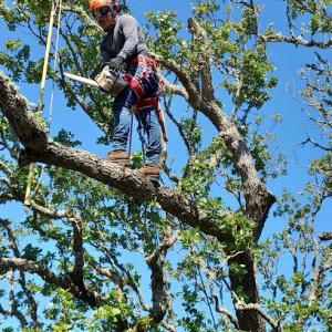 Paradise Tree Services