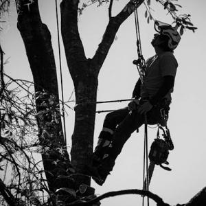 Crews Tree Service