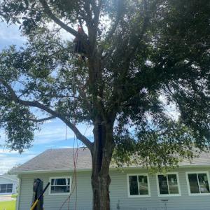 Tree Service Legends