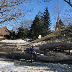 Root Down Tree Service