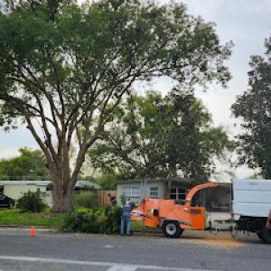 Aggressive Tree Pros & Stump Grinding