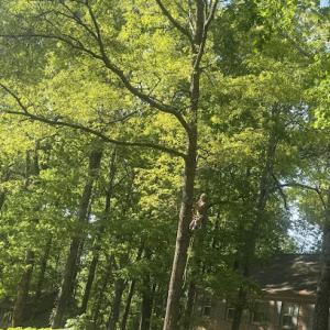 Tyler's Tree Service