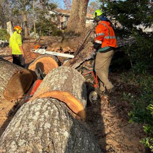 Guardian Emergency Tree Service