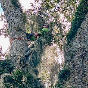 Myers Tree & Land Service