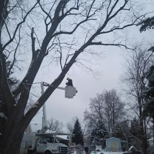 Discount Tree & Stump Removal