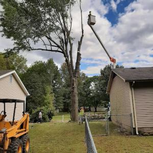 Travis Tree Service
