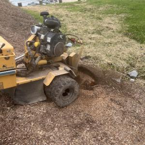 Matt G stump removal