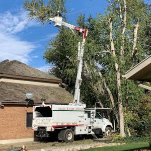 Oscar’s tree removal