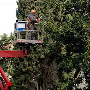 Alvarado's Tree Trimming & Associates