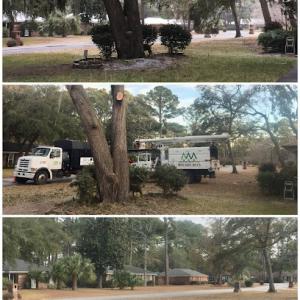 ArborMan Tree Service