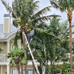 Lopez Tree Service