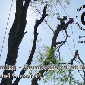 Cassella Tree Service