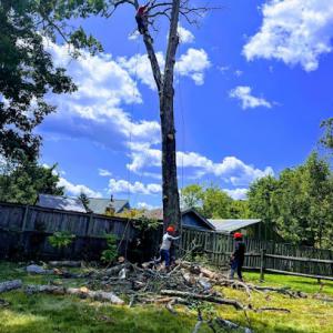 Ricky’s tree service & property care