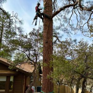 Thumb Butte Tree Service