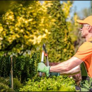 Americus Tree & Landscape Design