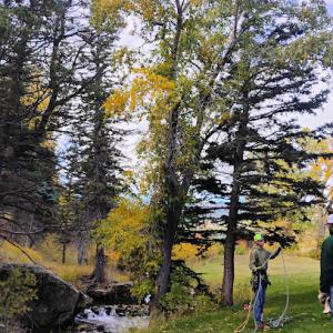 Chucks Tree Service Arborist & Tree Surgeon aka woodchuck.