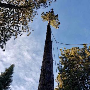 Adam Bright Tree Service