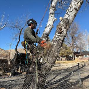 Grizzly Tree Co. Tree Service