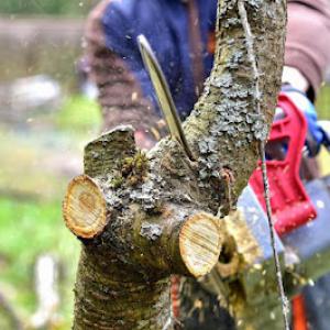 Elite Tree Service of Woodstock