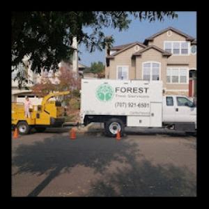 Forest Tree Services