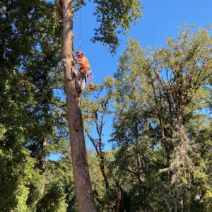 Malkuch Tree Service