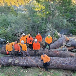 Absolute Best Care Tree Service