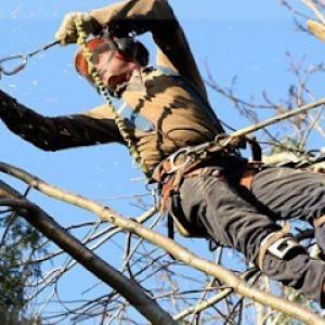 Tree Care of California