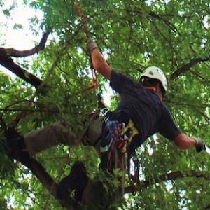 Triangle Tree Services