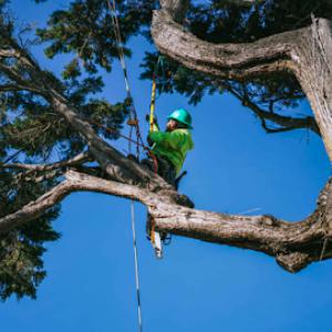 Bunyon Bros. Tree Service