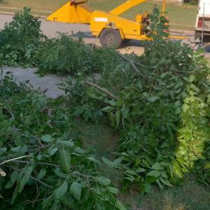 Synar Tree Service