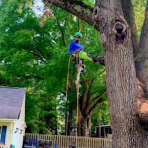Hard Work Tree Service