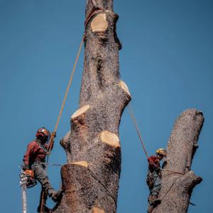 Your Way Tree Care